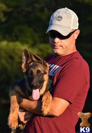blueridgelanegsd Picture 2